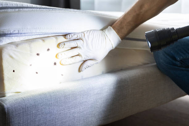 Best Insect Control  in Ashville, AL